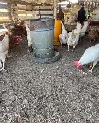 Galline ovaiole