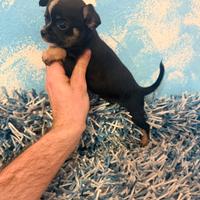 Chihuahua femminuccia pelo corto