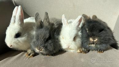 Coniglio nano di razza pura