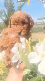 Cuccioli di Barboncini di taglia piccola
