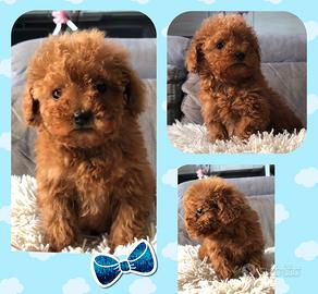 Cuccioli barboncino toy e nano red albicocca