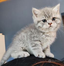 Cuccioli British selezionati