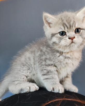 Cuccioli British selezionati