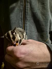 Petauro dello zucchero