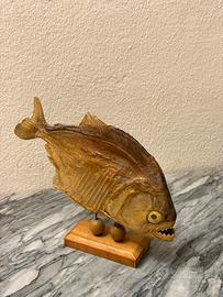 Piranha imbalsamato