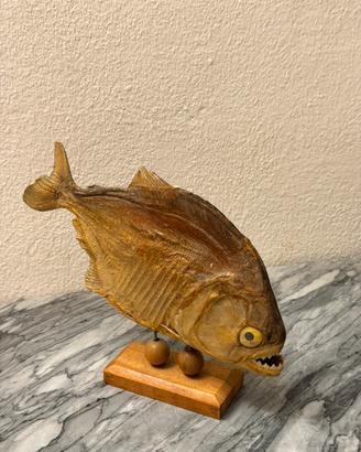 Piranha imbalsamato