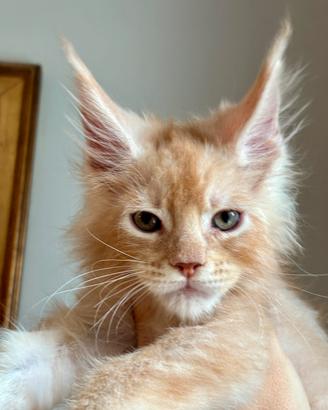 Maine Coon