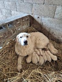 Cucciolo Pastore Maremmano Abruzzese