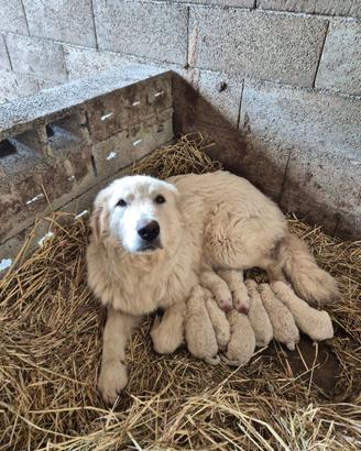 Cucciolo Pastore Maremmano Abruzzese
