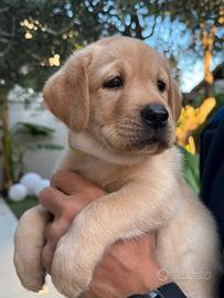 Cuccioli di labrador nati il 26 agosto