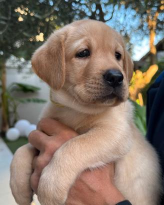 Cuccioli di labrador nati il 26 agosto