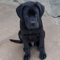 Cuccioli di Cane Corso