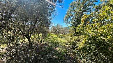 Terreno Colliano " Isca"