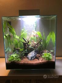 Acquario - Fluval Edge bianco 46L