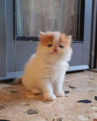 Cuccioli gatti persiani