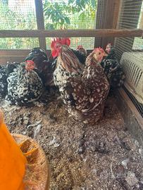 Galline Coccincine
