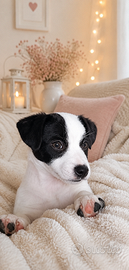 Splendido jack russell pelo liscio alta genealogia