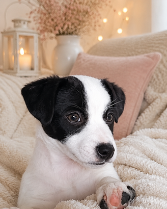 Splendido jack russell pelo liscio alta genealogia