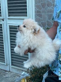 Spitz tedesco Pomerania maschietto
