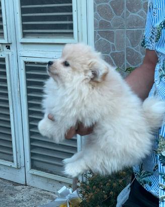 Spitz tedesco Pomerania maschietto