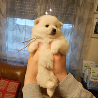 Cuccioli Volpino Italiano