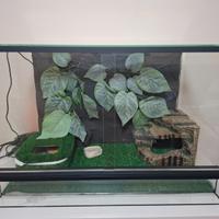 Geco leopardino + terrario