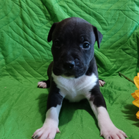 Cuccioli Amstaff American Staffordshire Terrier