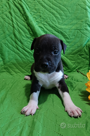 Cuccioli Amstaff American Staffordshire Terrier