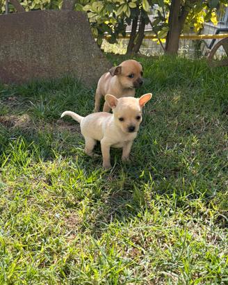 cuccioli di chihuahua