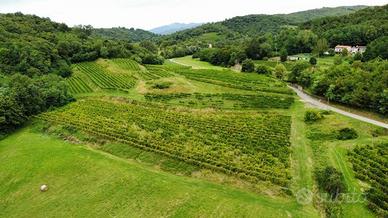 Vigneto + terreno seminativo