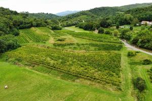 Vigneto + terreno seminativo