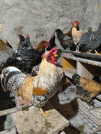 Legbar galletto e pollastra