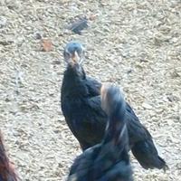 Pulcinotti razza combattente schamo