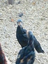 Pulcinotti razza combattente schamo