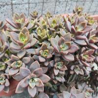 Pianta grassa sedum