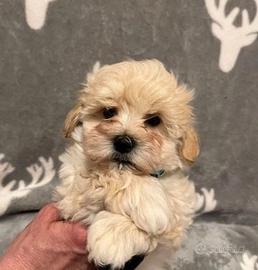 Cuccioli di maltipoo maschi femmine