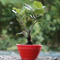 Bonsai Quercia