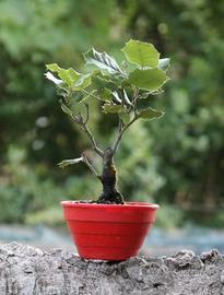 Bonsai Quercia
