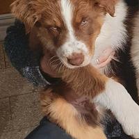 Pastore Australiano Australian Shepherd