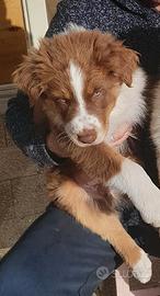 Pastore Australiano Australian Shepherd