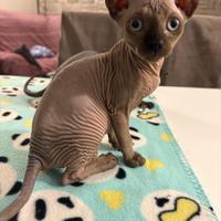 Sphynx