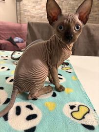 Sphynx
