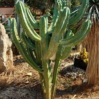 grande myrtillocactus geometrizans 