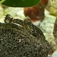 Ancistrus nati nel mio acquario