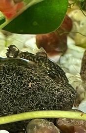 Ancistrus nati nel mio acquario