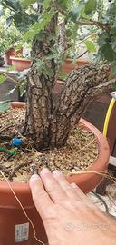 bonsai