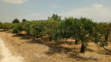 terreno in zona cava a Francofonte 