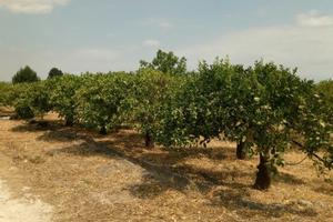 terreno in zona cava a Francofonte 
