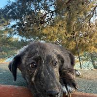 Cucciolo taglia medio grande abbandonato e triste