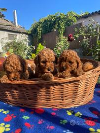 Cuccioli di Barboncino red